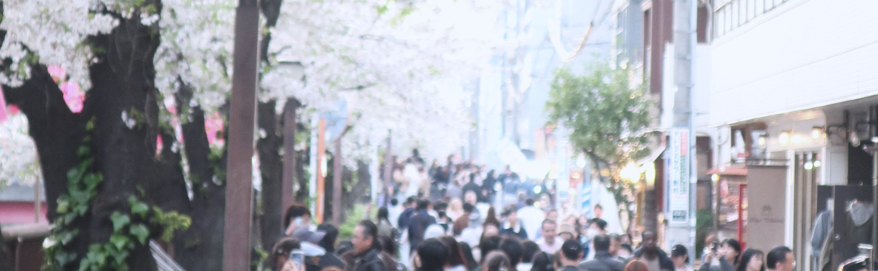 東京の桜並木を行き交う人々